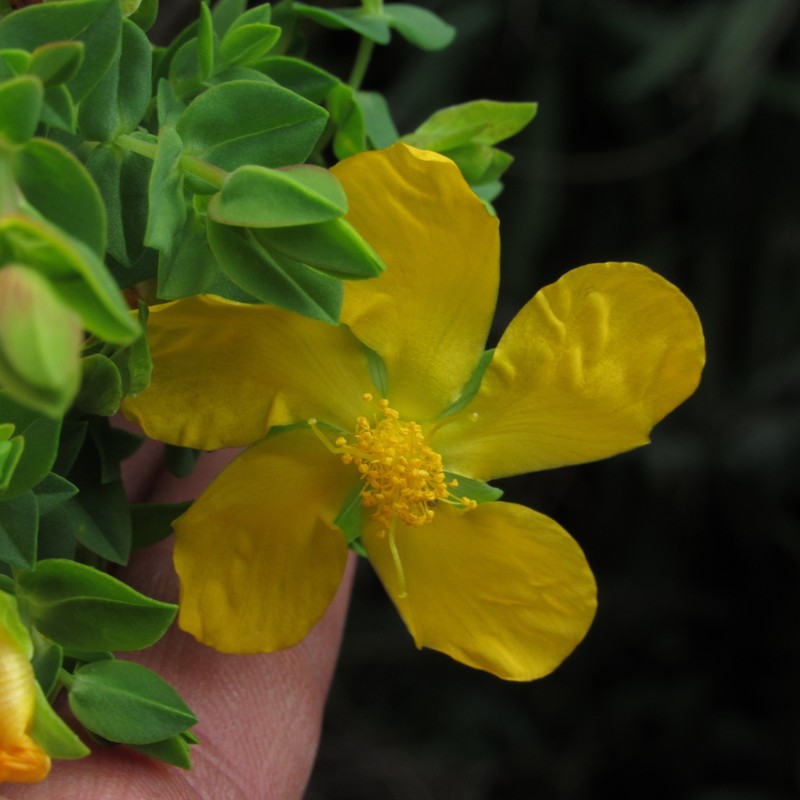 Hypericum cuatrecasii photo 3