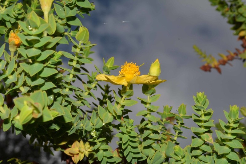 Hypericum cuatrecasii photo 4