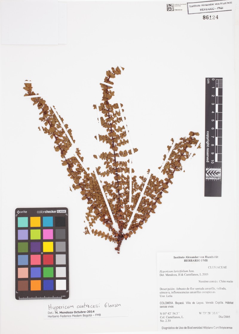 Hypericum cuatrecasii photo 6
