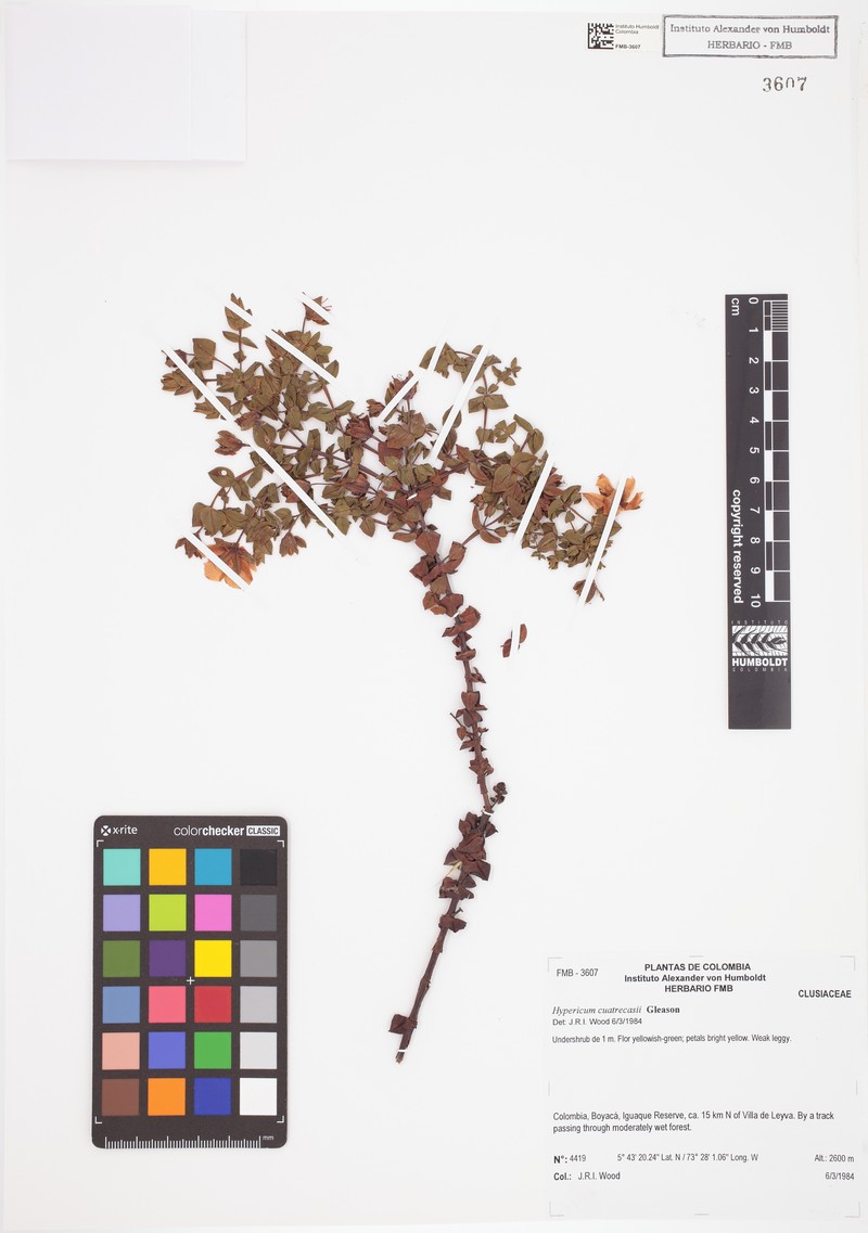 Hypericum cuatrecasii photo 7