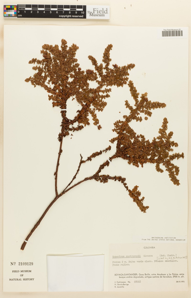 Hypericum cuatrecasii photo 8