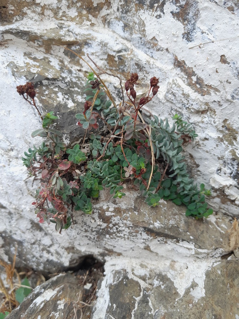 Hypericum cuisinii photo 3