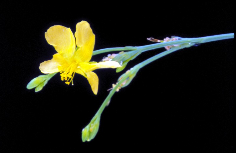 Highlands Scrub St. Johnswort photo 2
