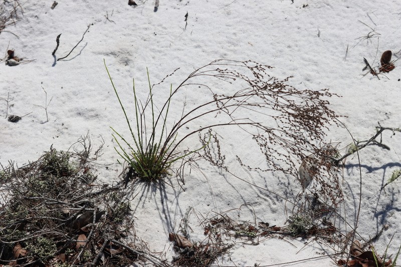 Highlands Scrub St. Johnswort photo 4