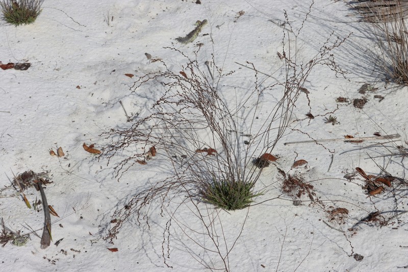 Highlands Scrub St. Johnswort photo 5