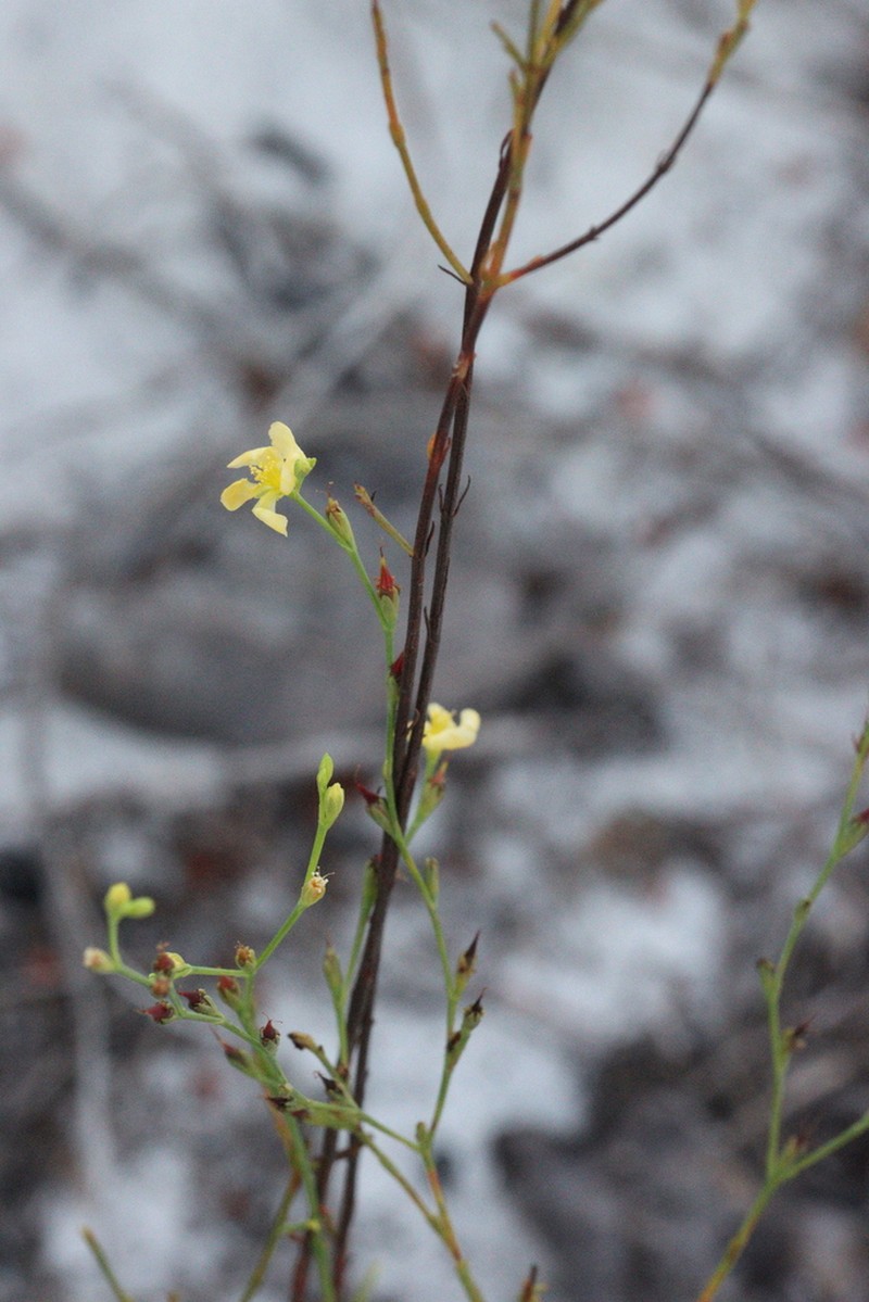 Highlands Scrub St. Johnswort photo 6