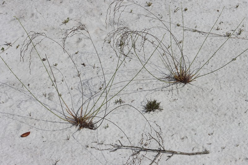 Highlands Scrub St. Johnswort photo 7