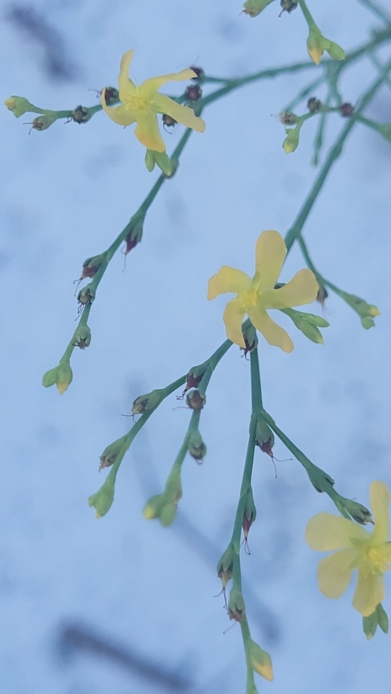 Highlands Scrub St. Johnswort photo 8