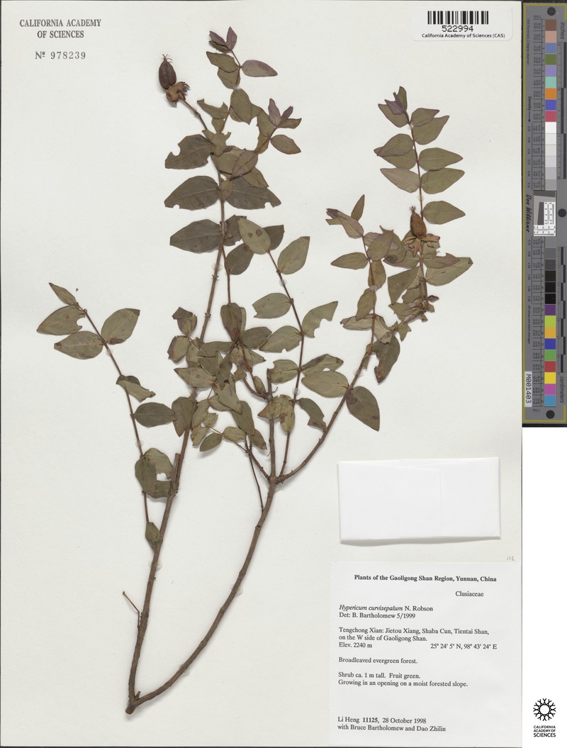 Hypericum curvisepalum