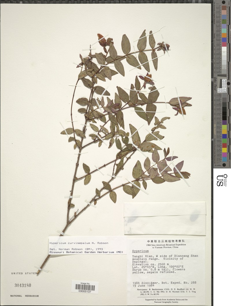 Hypericum curvisepalum photo 2
