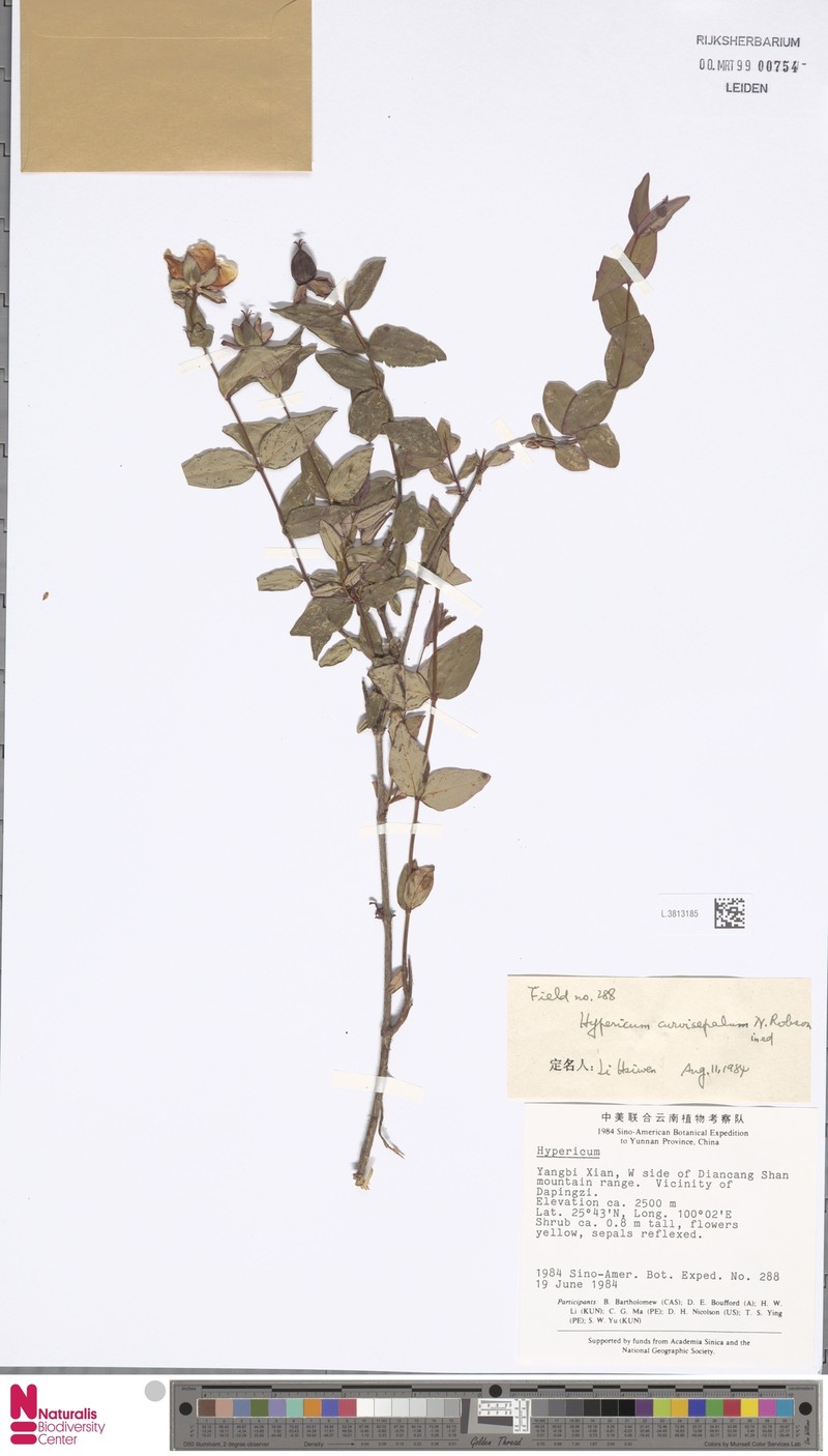 Hypericum curvisepalum photo 3