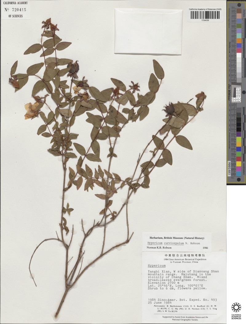 Hypericum curvisepalum photo 4