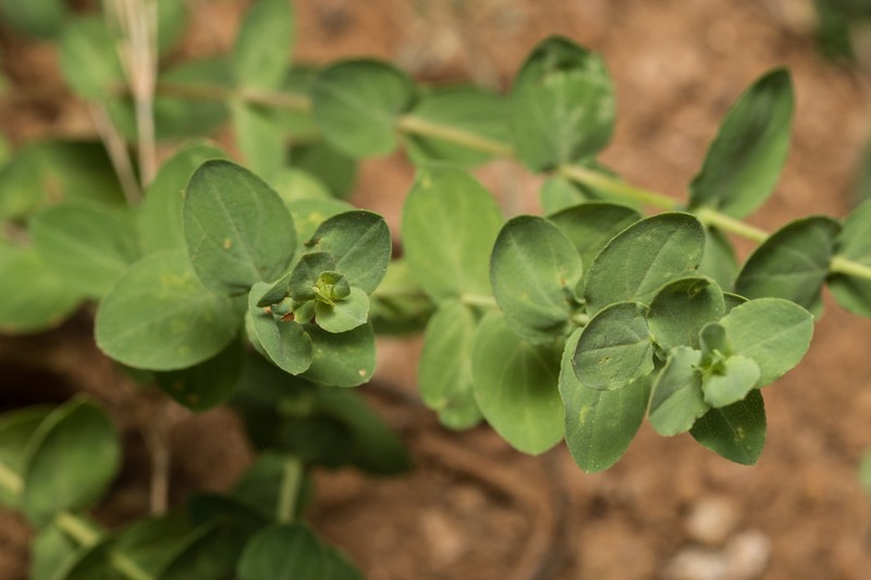 Hypericum cycladicum