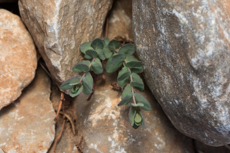 Hypericum cycladicum photo 2