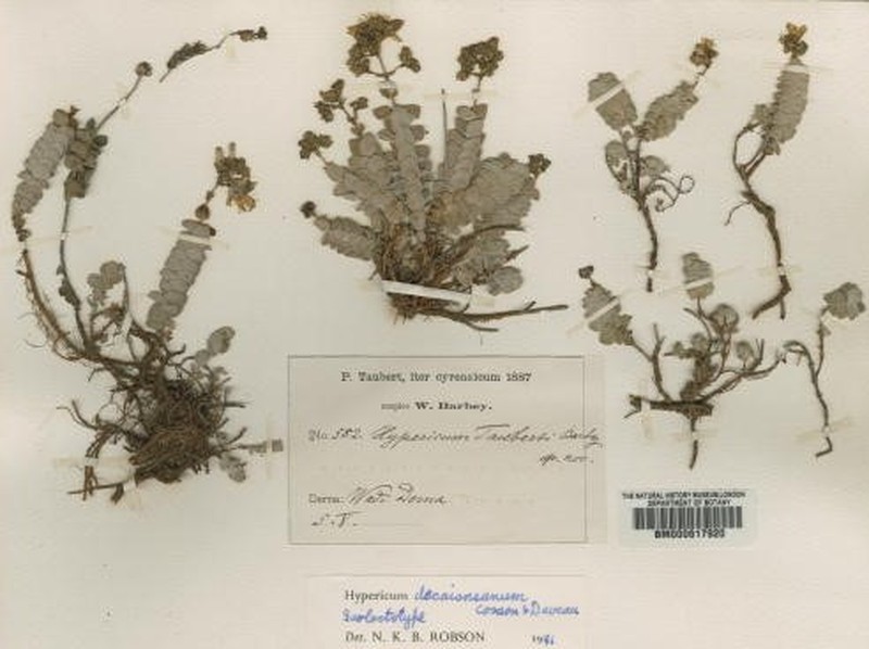 Hypericum decaisneanum