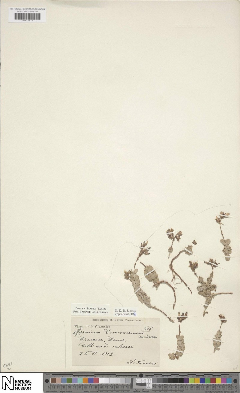 Hypericum decaisneanum photo 4