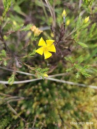 Hypericum decandrum