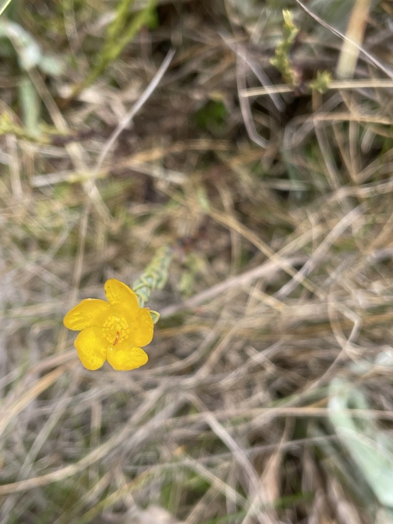 Hypericum decandrum photo 2