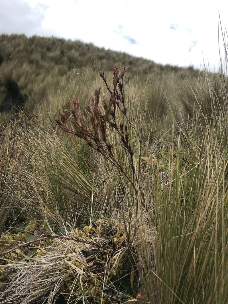 Hypericum decandrum photo 3