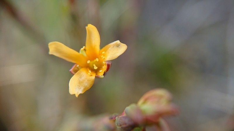 Hypericum decandrum photo 4