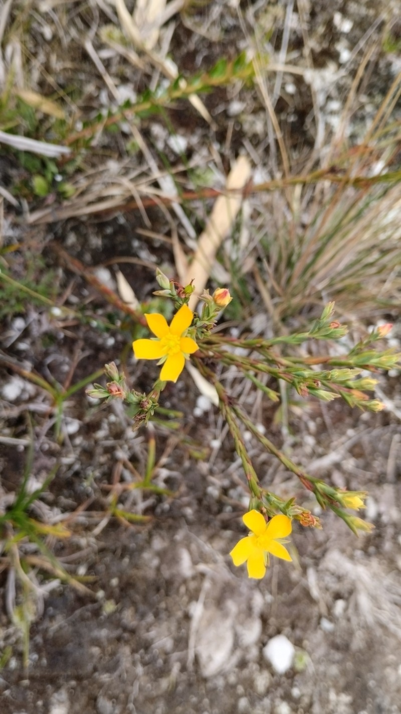 Hypericum decandrum photo 5