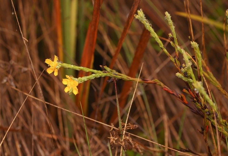 Hypericum decandrum photo 6