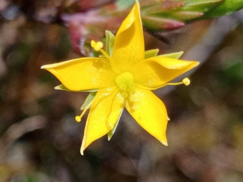Hypericum decandrum photo 7
