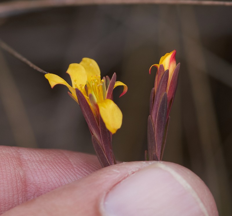 Hypericum decandrum photo 8