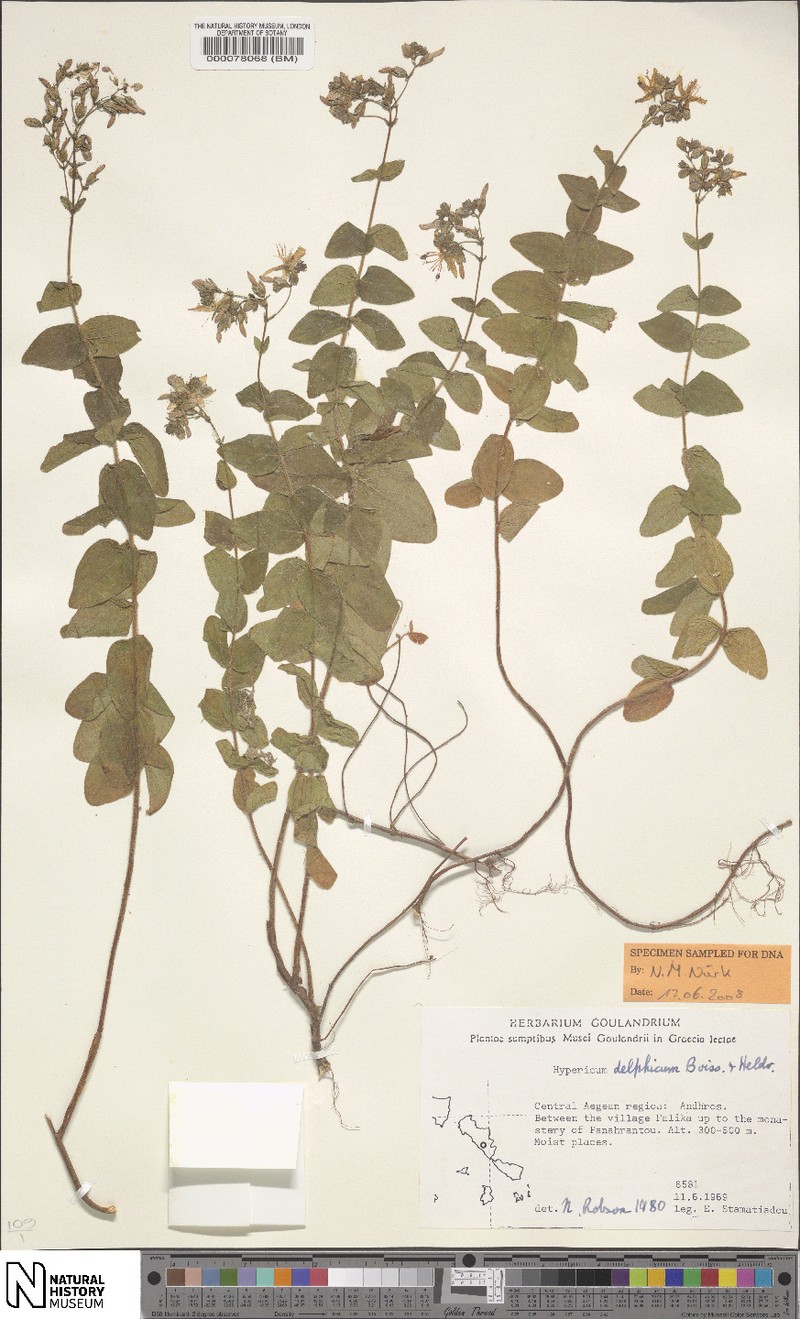 Hypericum delphicum