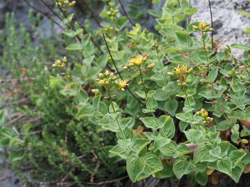 Hypericum delphicum photo 2