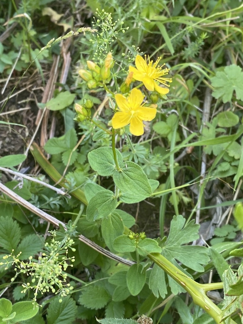 Hypericum delphicum photo 3