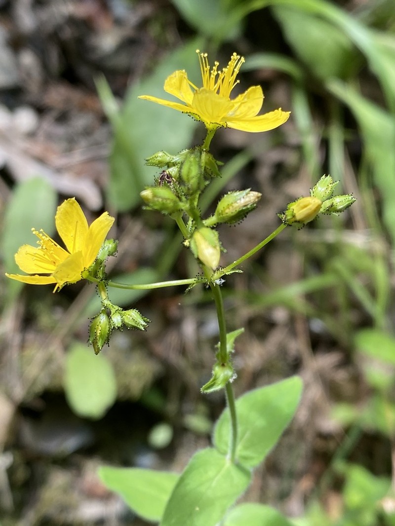 Hypericum delphicum photo 4