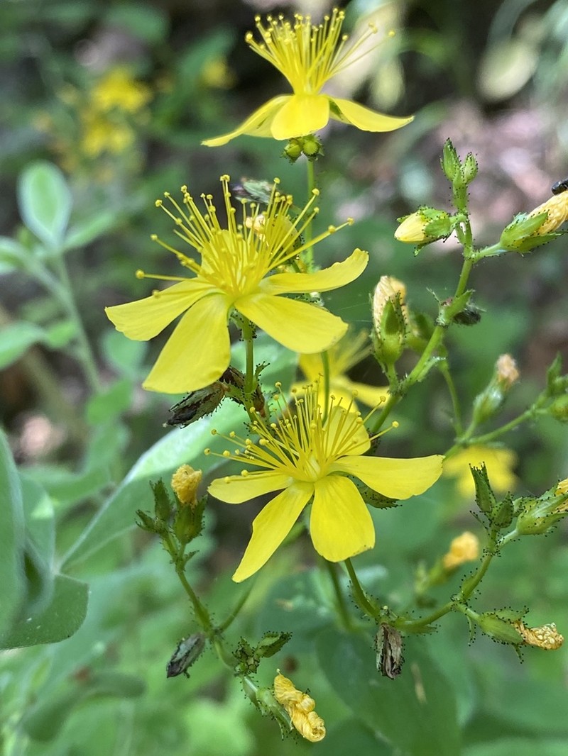 Hypericum delphicum photo 5