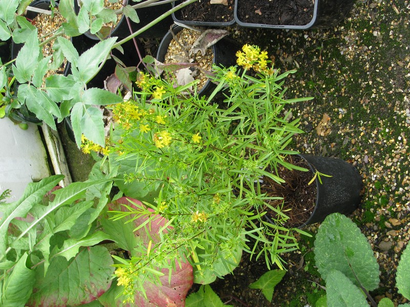 Bushy St. Johnswort photo 5