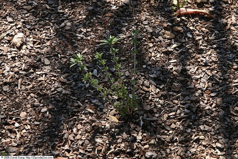 Bushy St. Johnswort photo 2