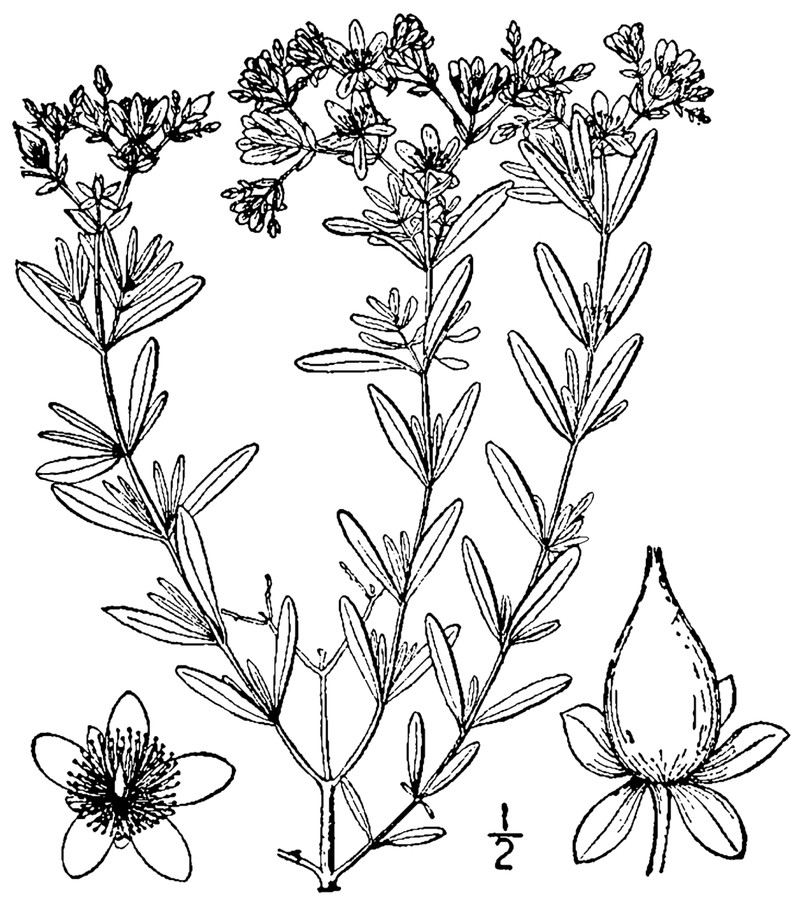 Bushy St. Johnswort