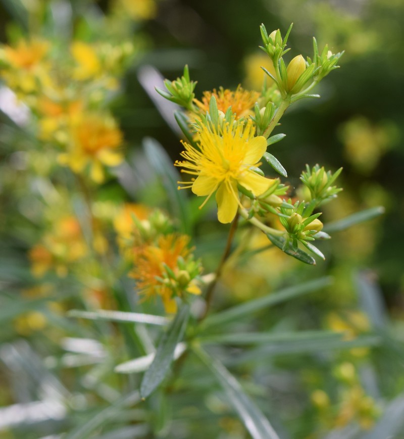 Bushy St. Johnswort photo 3