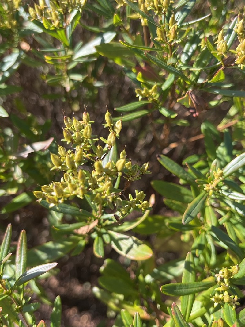 Bushy St. Johnswort