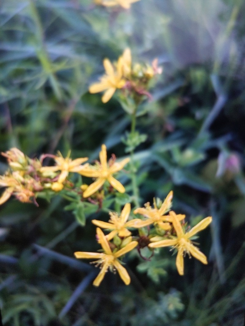 Bushy St. Johnswort photo 2