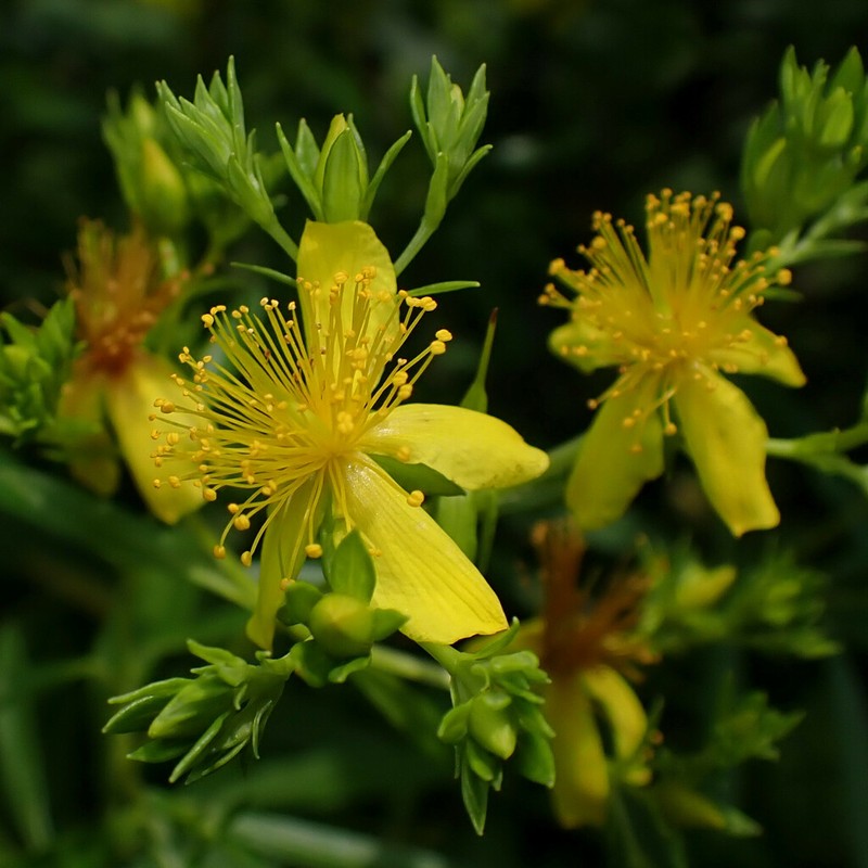 Bushy St. Johnswort photo 3