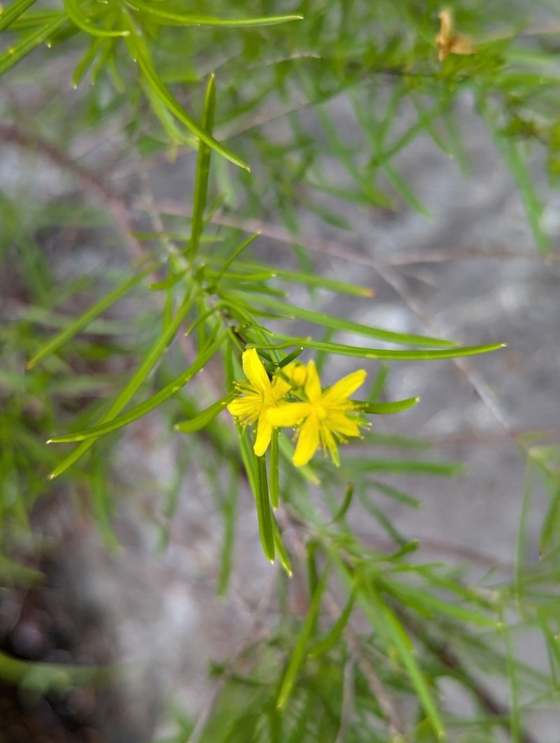 Bushy St. Johnswort photo 4