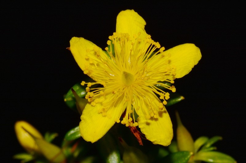 Bushy St. Johnswort photo 5
