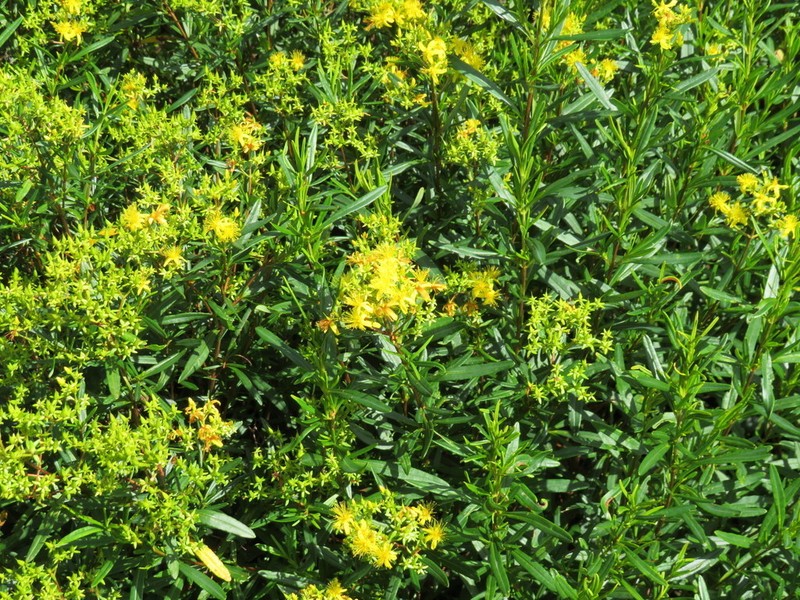 Bushy St. Johnswort photo 6