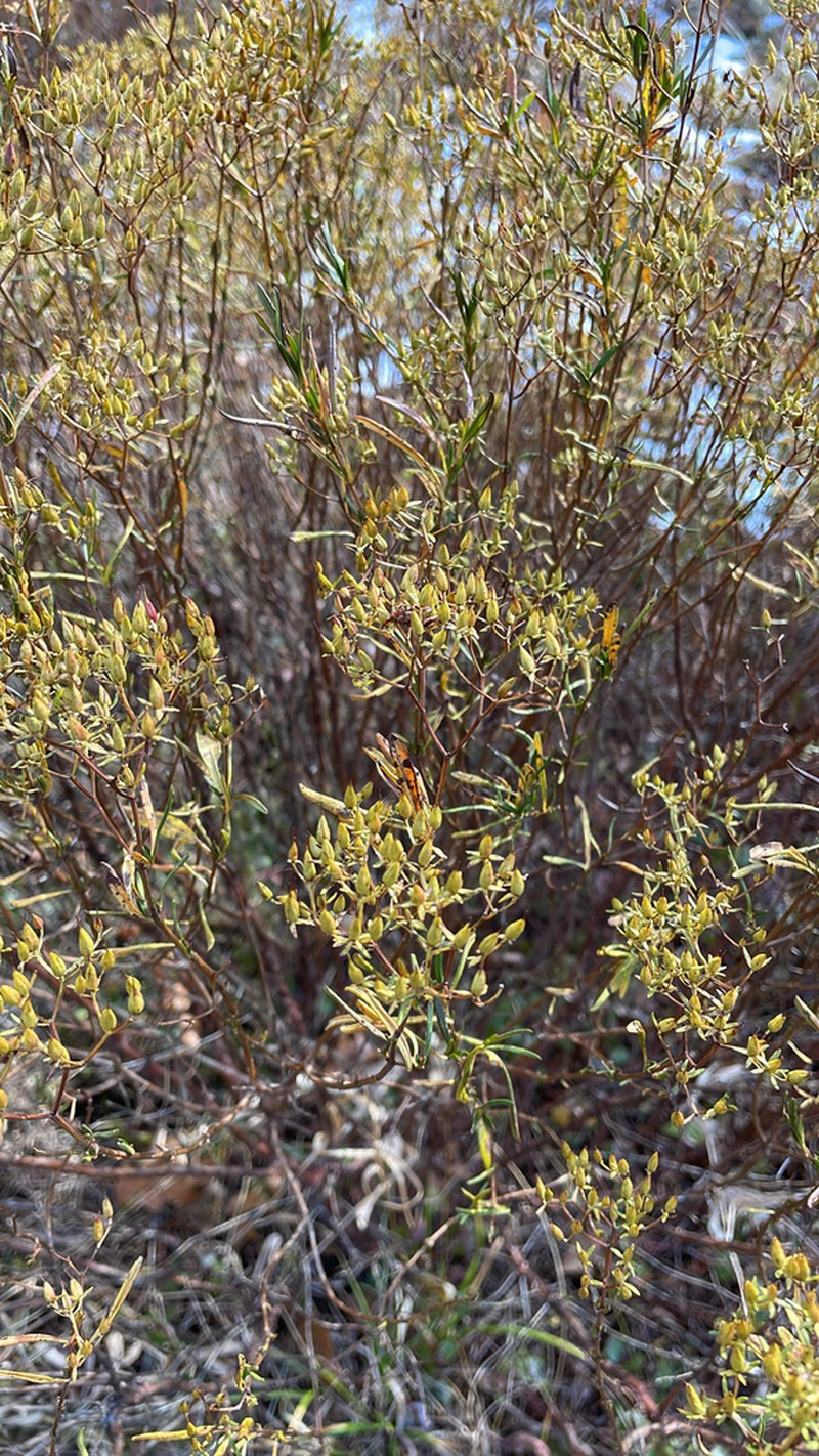 Bushy St. Johnswort photo 7
