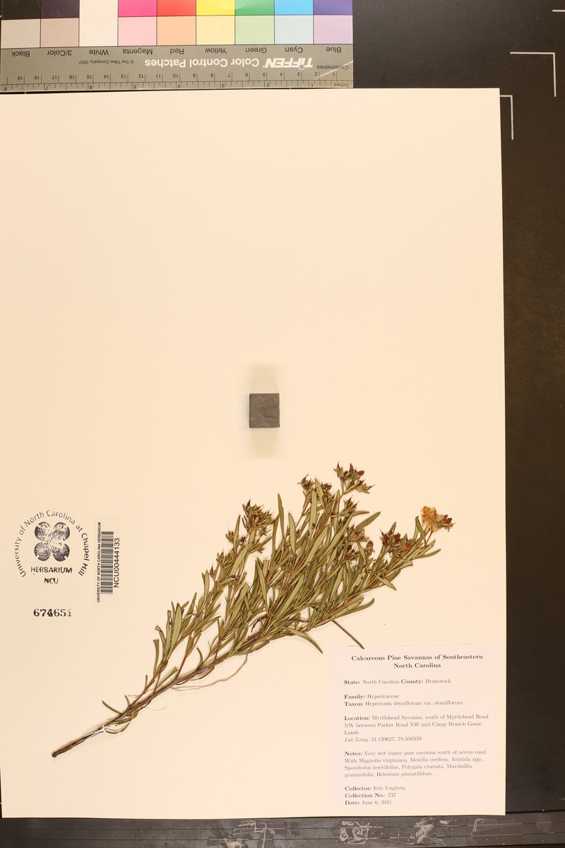 Hypericum densiflorum var. densiflorum photo 4
