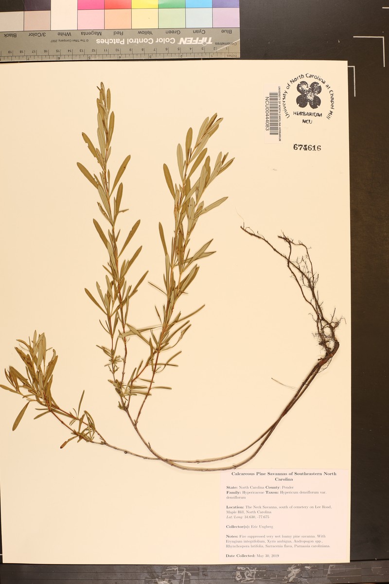 Hypericum densiflorum var. densiflorum photo 5