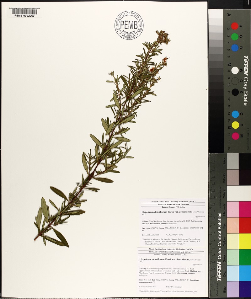 Hypericum densiflorum var. densiflorum photo 6