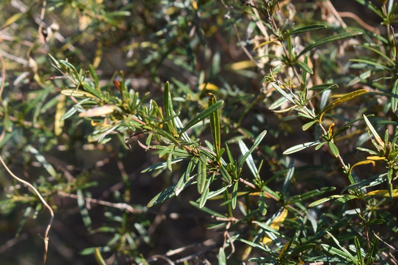 Hypericum densiflorum var. densiflorum