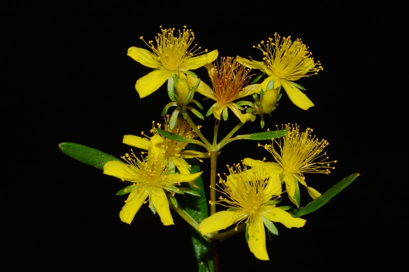 Hypericum densiflorum var. densiflorum photo 3
