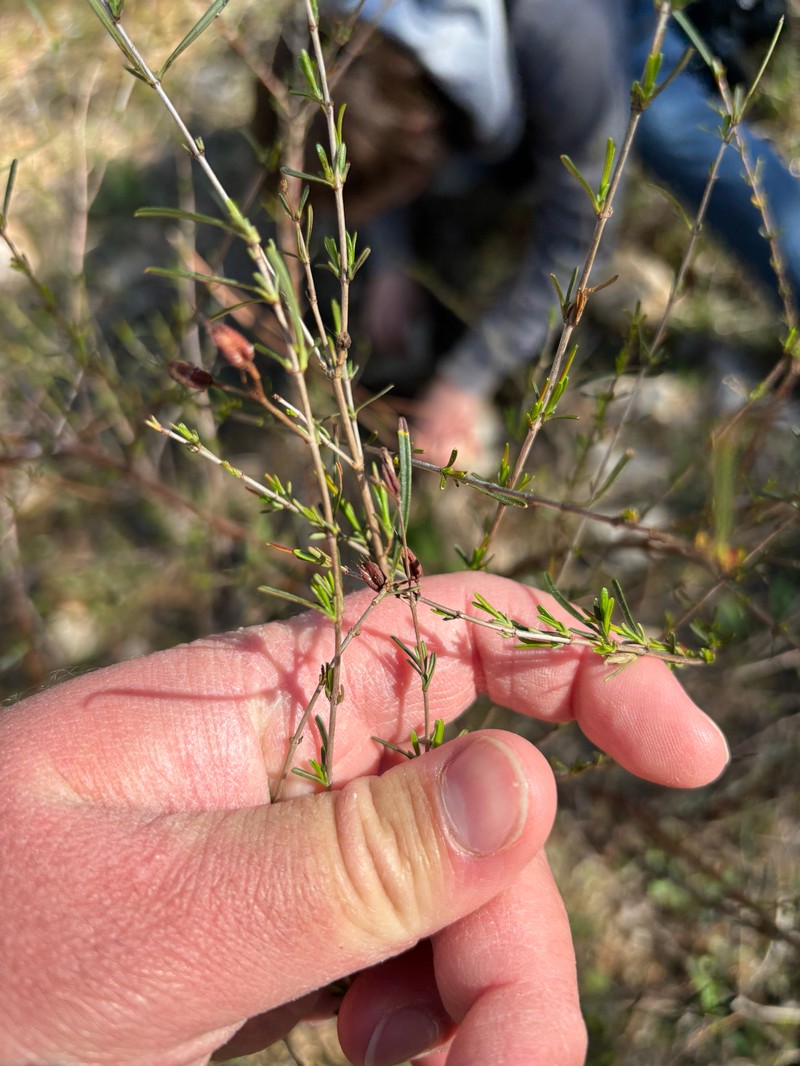 Hypericum densiflorum var. interior